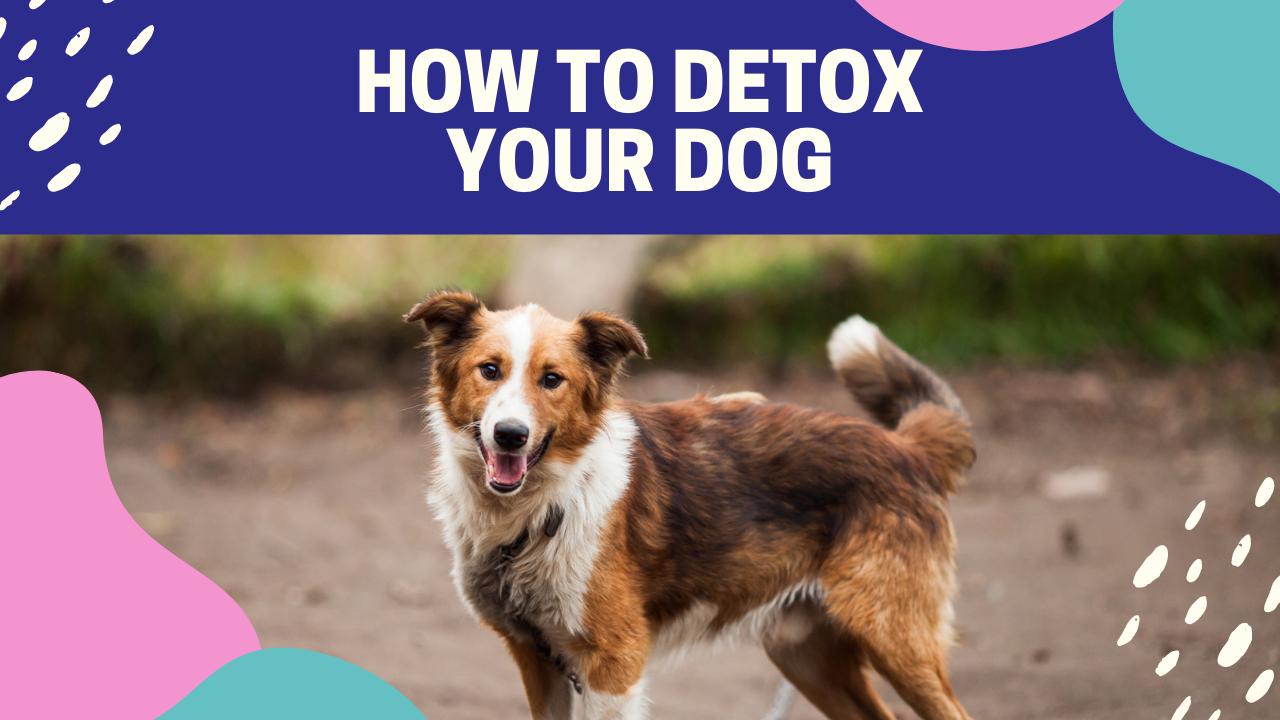 how to detox a dogs body