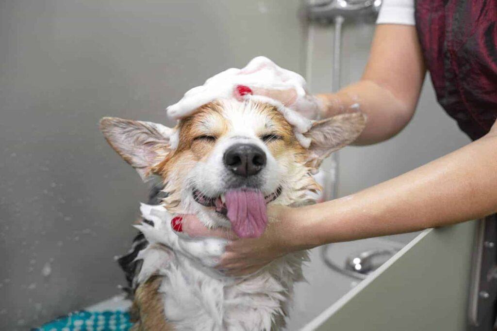 Grooming your dog