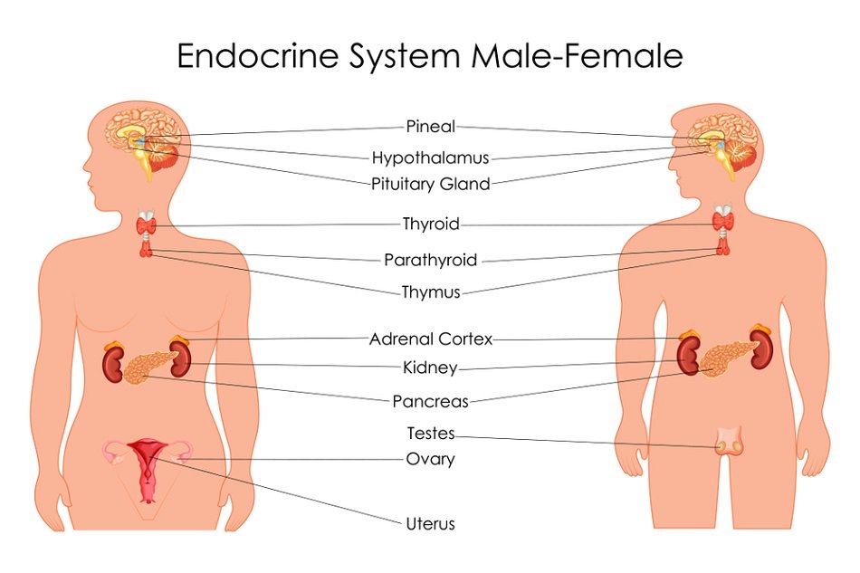 Zeolite Has The Potential To Decalcify The Pineal Gland